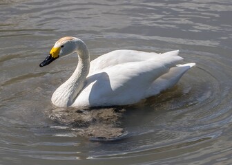 bewick's swan a small swan with black and yellow bill