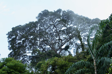 Obraz premium Impressive tree in the rain forest of gunung raya at Langkawi, Malaysia