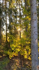 autumn forest in the morning