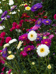 Pink, white, purple asters in the flowerbed. Bright autumn flowers adorn the garden. Joy.