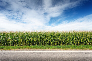 corn field on roadside, rural landscape - 458552092