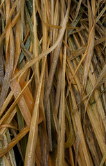 grass with dew drops in the morning