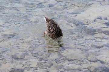 duck in the water