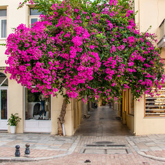 Beautiful bougainvillea tree in the middle of the market area