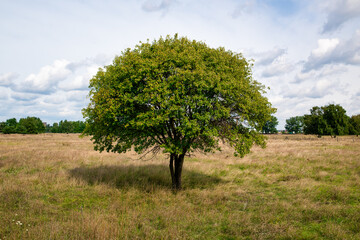 perfect little tree on a green meadow. 