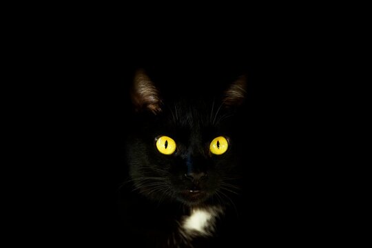Gato preto com olho amarelo em fundo escuro.