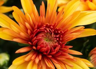 Beautiful Fall Mum (Chrysanthemum)