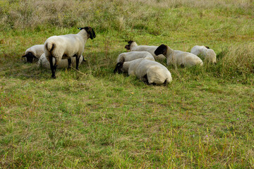 grazing flock of Suffolk sheep on a green meadow.