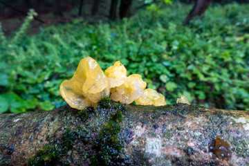 Goldgelber Zitterling . Tremella mesenterica