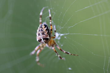 Kreuzspinne