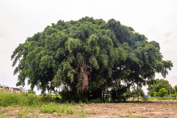 Fototapeta premium Big tree with leaves branches and leaves against white skies on a summer day. Natural scenery. Space for text, No focus, specifically.