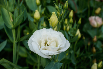White lisianthus flower growing outdoors, surrounded by flower buds. Rose like flower.