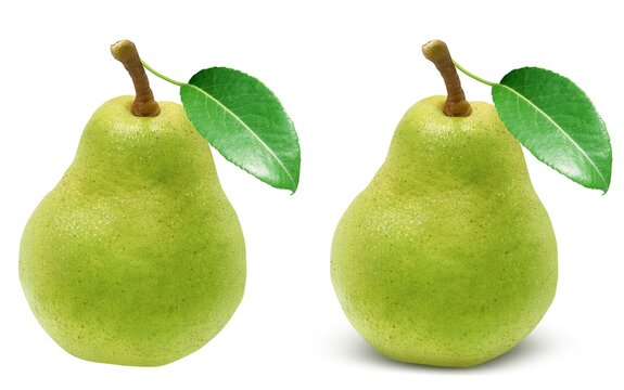 西洋梨 Images Browse 1 170 Stock Photos Vectors And Video Adobe Stock