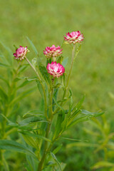 Fototapeta premium Bright pink strawflowers growing outdoors in a field.