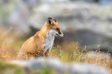 Fototapeta premium Portrait of a Red fox Vulpes vulpes sitting in grass