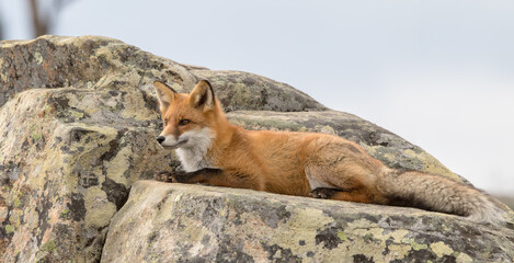 Portrait of a Red fox Vulpes vulpes resting on a rock