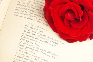 Red rose on a poem