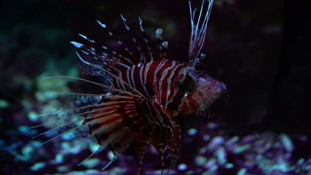 underwater image of tropical fish , saltwater aquarium