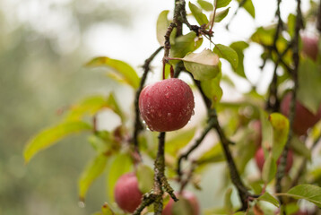 Branch with several red apples in the closeup.