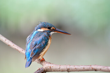 Juvenile of Common kingfisher (alcedo atthis) calmly sitting on wine string over small stream