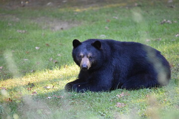black bear resting in morning light