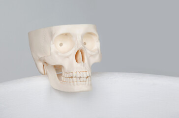 white plastic scull on the white background