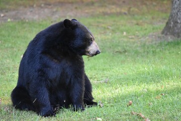 Fototapeta premium big black bear sitting on grass
