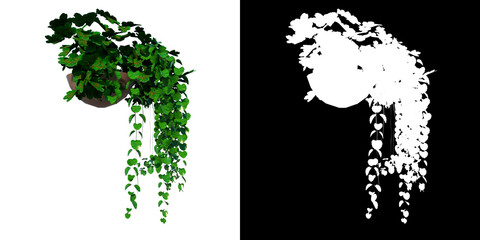 Front view of Plant (Potted Creeper Plant 1) Tree white background 3D Rendering Ilustracion 3D
