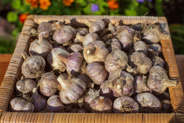 Ripe fresh healthy diet vegetarian food with vitamins. Garlic basket