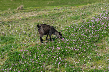 Sheep graze on the grass in the field