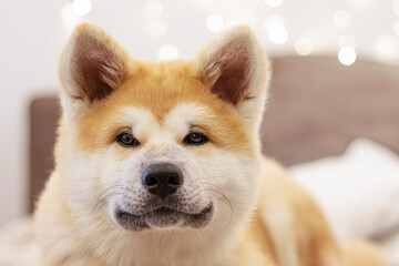 Happy Akita dog with a soft toy on the couch against the background of a light wall with bokeh lights. Akita Inu puppy. Dog smile, beautiful young domestic dog. Festive dog.