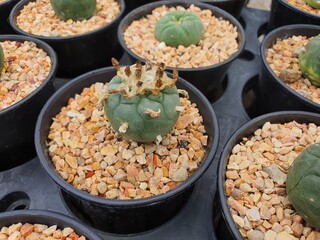 Lophophora hybrid has a green head. Stem round, smooth surface with white fluffy thorns. balloon-like head Multi-colored flowers in the middle of the shoots.