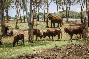 African animals in the zoo