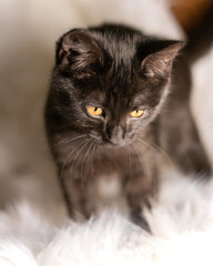 chat noir 