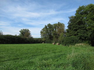 Wiese und Bäume