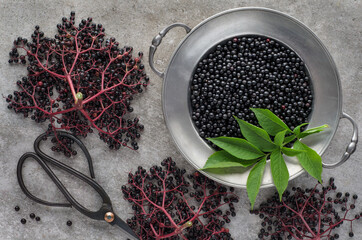 Ripe black elderberry berries