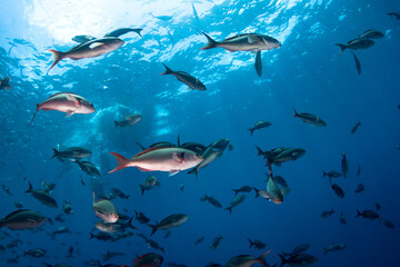 Obraz na płótnie Canvas School of fish under diver bout.