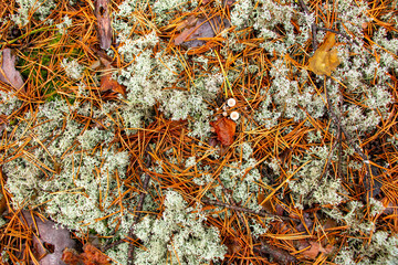 Beautiful gray texture forest moss. Moss with christmas needles, fallen autumn leaves, berries and various forest branches and plants.