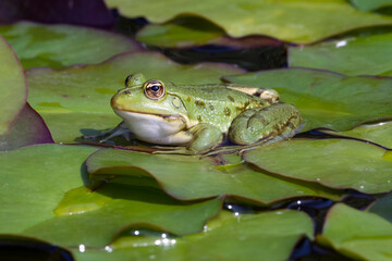 Teichfrosch