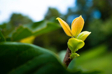 Fresh new young sprouts from the dry tree branch. Bright yellow and green leaves open in the autumn garden. Concepts for change, life, resilience, and surprise.  