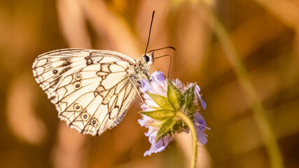 Macro of a beautiful Checkered butterfly, Melanargia galathea, on a flower on a sunny summer day