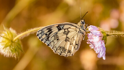Macro of a beautiful Checkered butterfly, Melanargia galathea, on a flower on a sunny summer day