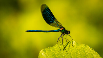 Fototapeta na wymiar Macro of a beautiful dragonfly on a sunny summer day