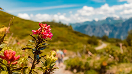 Rhododendron hirsutum, hairy alpine rose, on a sunny day in summer at the famous Fellhorn summit...
