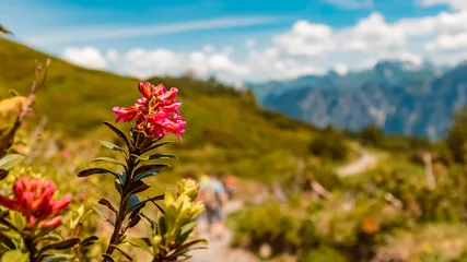 Foto op Canvas Rhododendron hirsutum, hairy alpine rose, on a sunny day in summer at the famous Fellhorn summit near Oberstdorf, Bavaria, Germany © Martin Erdniss