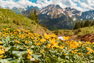 Caltha palustris, marsh marigold, on a sunny day in summer at the famous Fellhorn summit near Oberstdorf, Bavaria, Germany