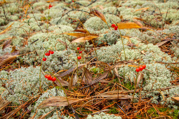 Beautiful gray texture forest moss. Moss with christmas needles, fallen autumn leaves, berries and various forest branches and plants.