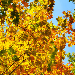 Autumn background with maple leaves.