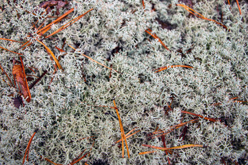 Beautiful gray texture forest moss. Moss with christmas needles, fallen autumn leaves, berries and various forest branches and plants.