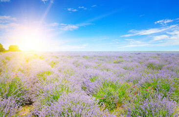 A field with blooming lavender and sun on blue sky.